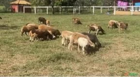 Carneiros e ovelhas dorper