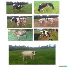Lote de vacas e bois em Piraquara PR