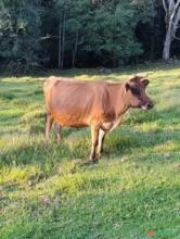 Vacas Jersey Prenha em Chapecó SC