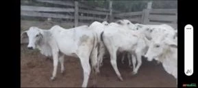 Vaca Nelore Para Recria