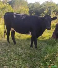 Vaca Girolando Leiteira prenha e com bezerro no pé