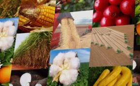 Compra de produtos agrícolas em longa escala para exportação. (Temos clientes em vários países)