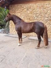 Cavalos Crioulos