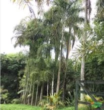 Palmeira Areca de Locuba ou Dypsis madagascariensis