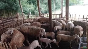 Vendo lote de ovelhas Lacaune, aptidão leite e carne