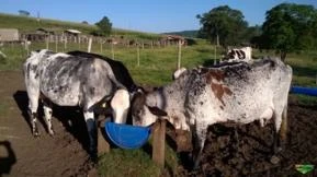 Vacas e Novilhas Girolanda