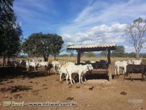 Fazenda para Pecuária e Plantio com Muita Água as Margens do Rio Claro