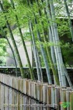Bambu Mosso (Phyllostachys Edulis)