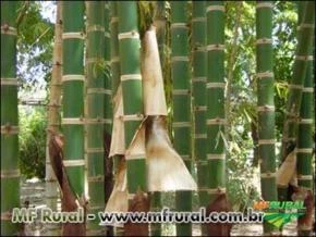 Bambu Guadua (Guadua angustifolia)