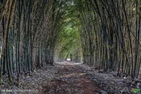 Bambu Verde Gigante - A cerca fecha em 4 meses. Mudas com 60 cm a 1 metro.
