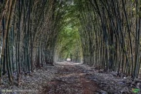 Bambu Verde Gigante - A cerca fecha em 4 meses. Mudas com 60 cm a 1 metro.