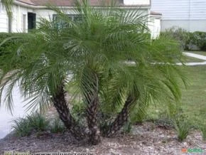 Palmeira Fenix (Phoenix Roebelenii)