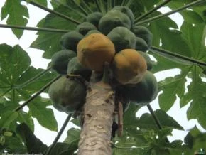 Mamao Papaya (Carica Papaya)