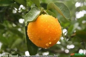 Laranja Barao (Citrus Sinensis)