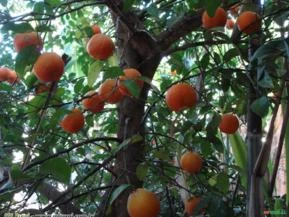 Limao Cravo (Citrus bigaradia)