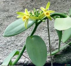 BAUNILHA (Vanilla planifolia)
