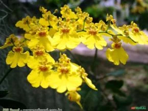 Orquídea Chuva De Ouro (Oncidium sp)