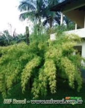 Bambu Gracilis (Bambusa Gracilis)
