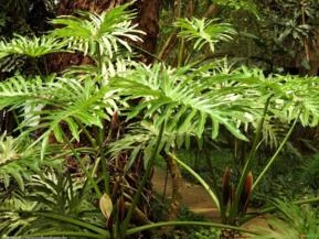 GUAIMBÉ (Philodendron bipinnatifidum)