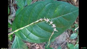 GUINÉ (Petiveria tetrandra)