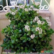 Planta Jade  ( Crassula ovata )