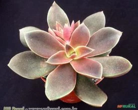 Rosa de Pedra Carnicolor ( Echeveria Carnicolor )