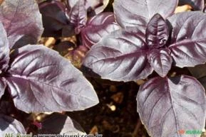 MANJERICÃO BASILCÃO VERMELHO ( Ocimum basilicum “purpurea”)
