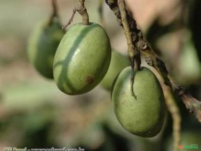AZEITONA DO CEILÃO ( Elaeocarpus serratus)