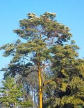 PAU MARFIM (Calycophyllum spruceanum.)