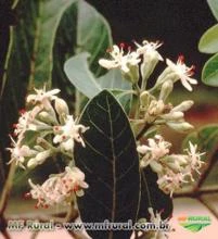 PAU MULATO ( Calycophyllum spruceanum)