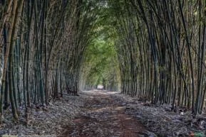 Bambu Verde Gigante - A cerca fecha em 4 meses.