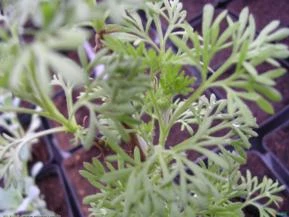 CÂNFORA (Artemisia camphorata)