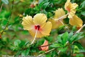 HIBISCO AMARELO (hibiscus sinensis)
