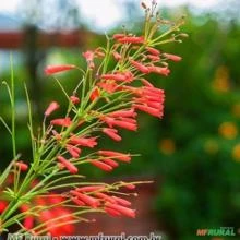 Russélia Vermelha (Russelia equisetiformis)
