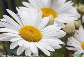 Margarida Branca (Argyranthemum foeniculaceum)