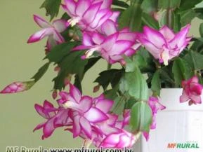 Flor de Maio (Schlumbergera truncata)