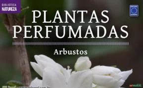 Coleção Plantas Perfumadas - 2 Arbustos