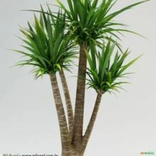 Palmeira Yuca (Yucca gigantea)