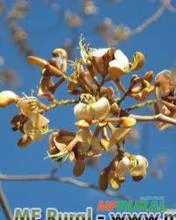AMBURANA (Amburana cearencesis)