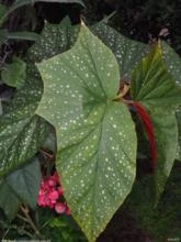 BEGONIA ASA DE ANJO (Begonia coccinea)
