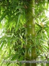 Raríssimo Bambu Barriga de Buda (Buddha´s Belly) - DIRETO DO PRODUTOR