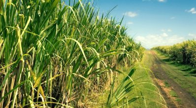A produção de cana-de-açúcar no Brasil e no mundo