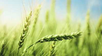 O que os produtores podem esperar da safra de trigo 2019/20?
