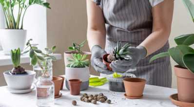 Como plantar suculentas e cactos em vasos?