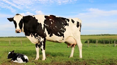 Vacas leiteiras: 5 dicas para aumentar a fertilidade