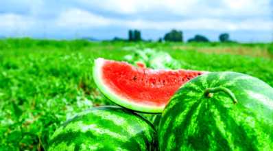 Plantio de melancia: como garantir uma boa produção