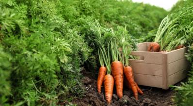 Como plantar cenoura: guia passo-a-passo