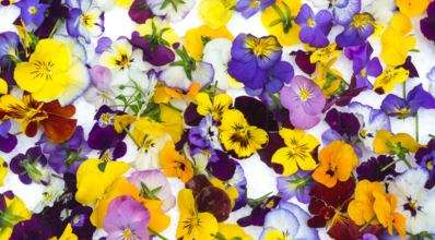 Flores comestíveis: 21 espécies para você experimentar