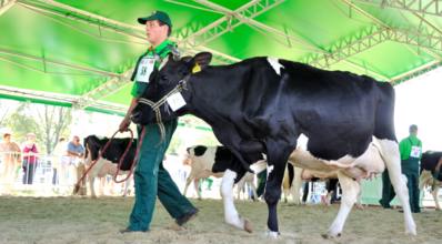 Métodos de contenção de bovinos: conheça os mais usados