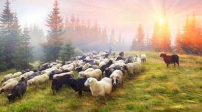 Ovinocultura: como criar ovelhas com sucesso!
